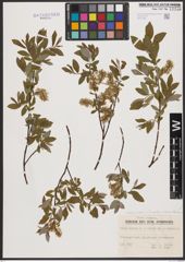 Salix aurita L. x Salix repens L. x Salix starkeana Willd.